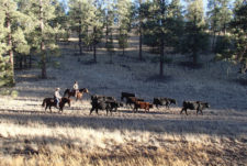 Photo - Activities at Concho Hills, Gathering Cows