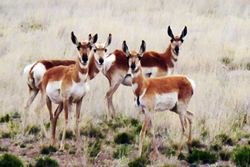 Photo-Antelope at Concho Hills Guest Ranch