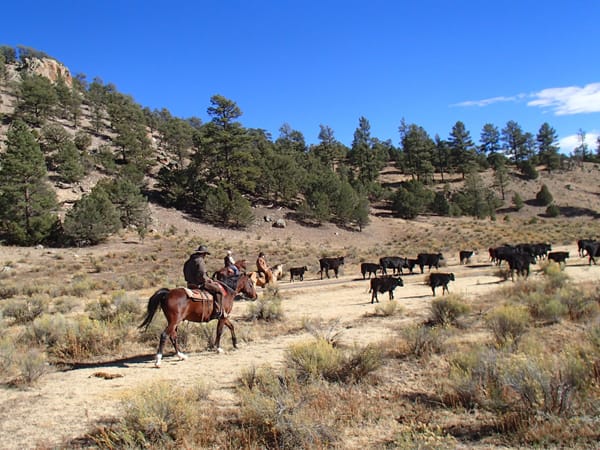 OLYMPUS DIGITAL CAMERA Move'n Cattle