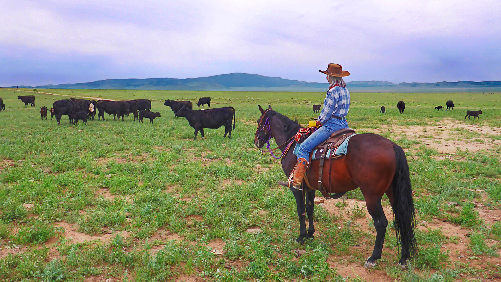 Checking Cows Stewardship-Checking Cattle