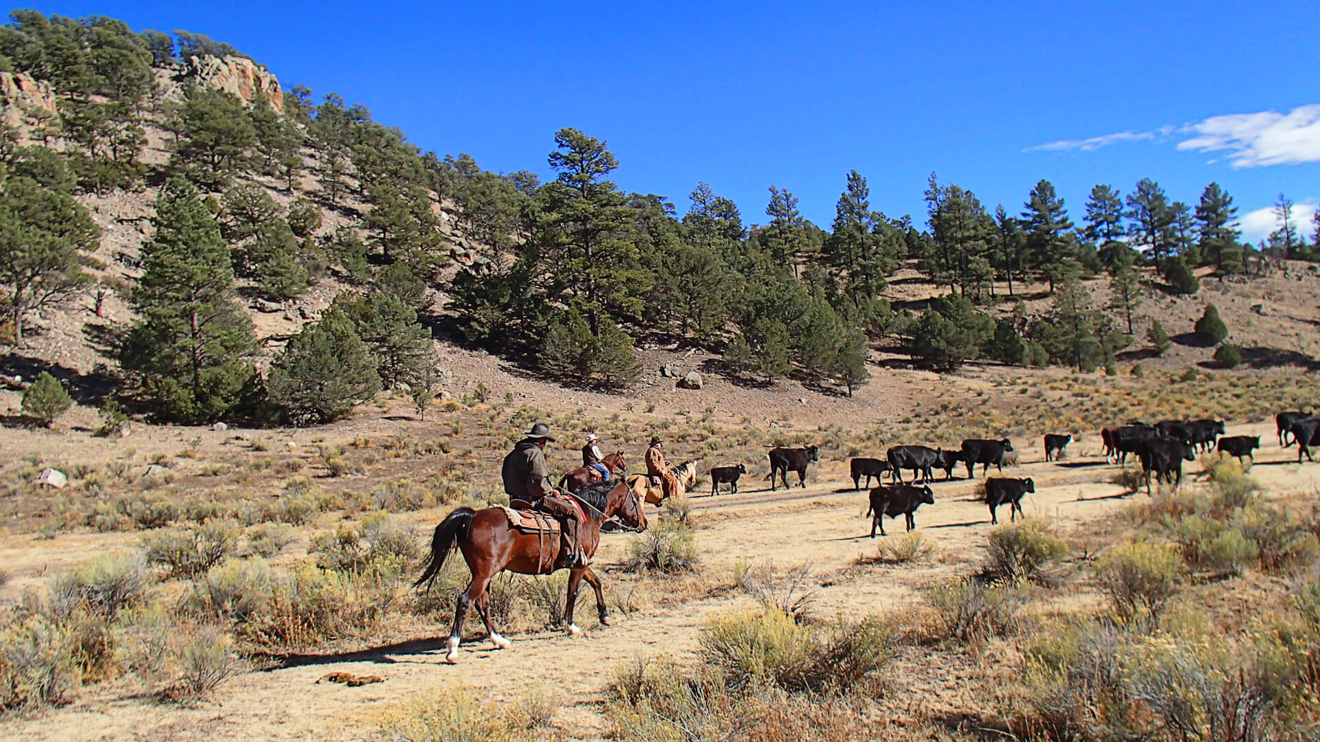 Stewardship Horses allow stewardship