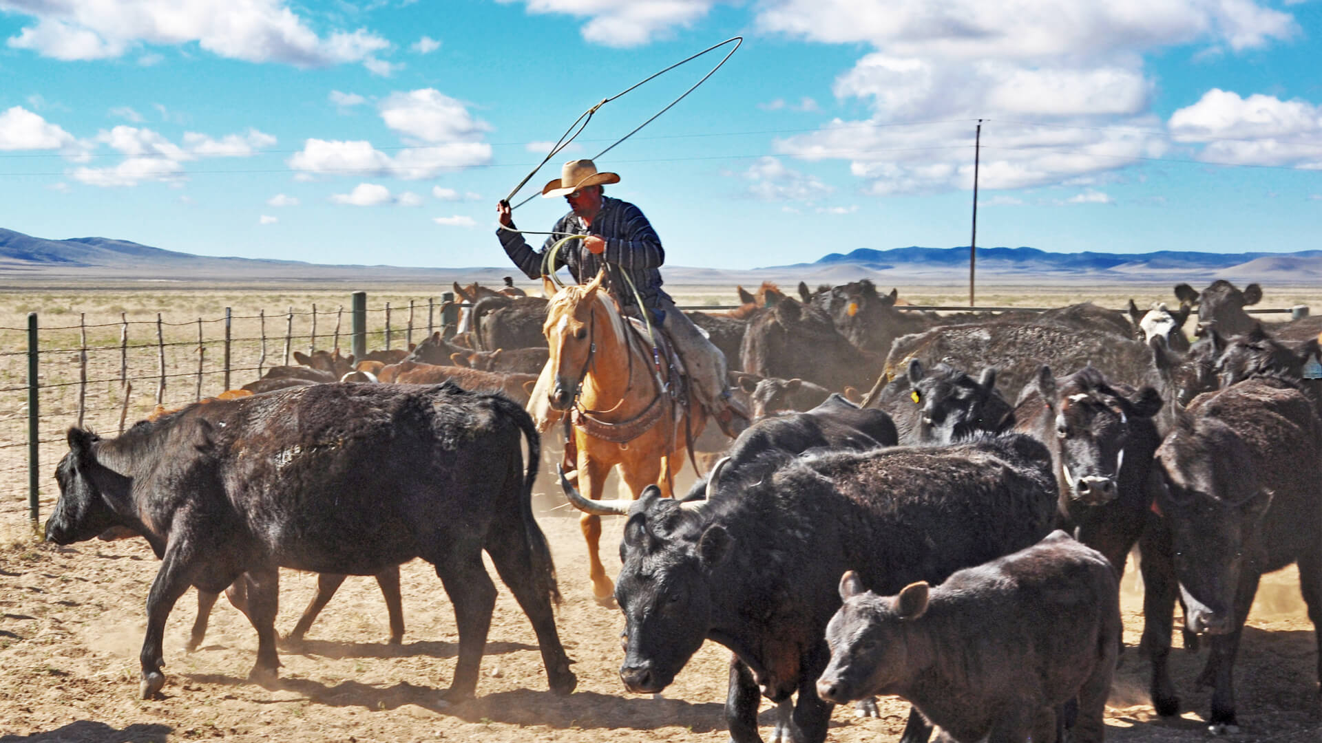 Vaquero tradition today Modern Cowboy using Vaquero traditions today